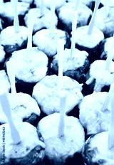 preview cold