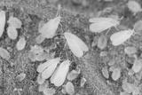 preview bw