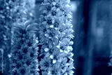 preview cold