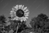 preview bw
