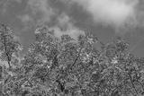 preview bw