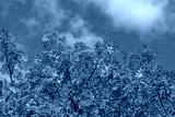 preview cold