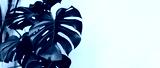 preview cold