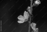 preview bw