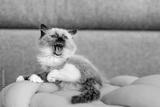 preview bw