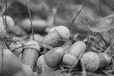 preview bw