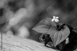 preview bw
