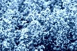 preview cold