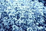 preview cold