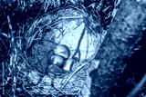 preview cold