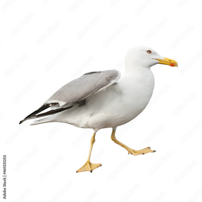image to crop