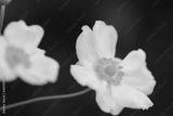 preview bw