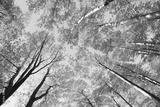 preview bw