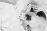 preview bw