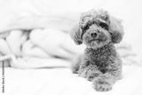 preview bw