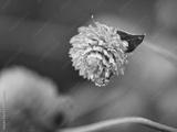 preview bw