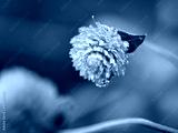 preview cold