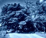 preview cold