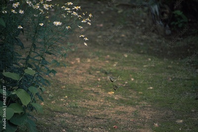 image to crop