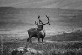 preview bw