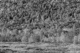 preview bw