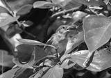 preview bw