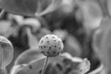 preview bw