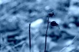 preview cold