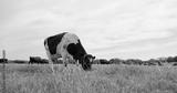 preview bw
