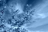 preview cold