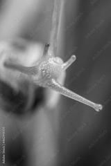 preview bw