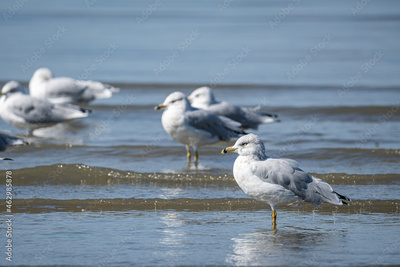 image to crop