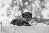 preview bw