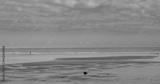 preview bw