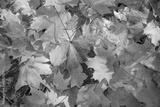 preview bw
