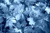 preview cold