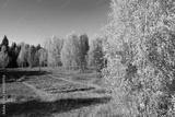 preview bw