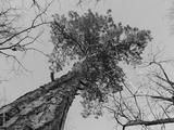 preview bw