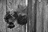 preview bw