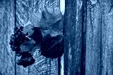 preview cold