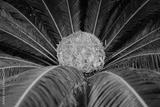 preview bw