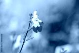 preview cold