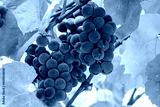 preview cold