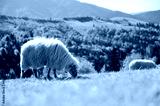 preview cold