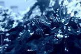 preview cold