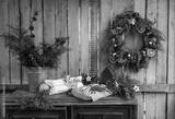 preview bw