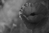 preview bw