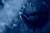 preview cold