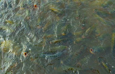 image to crop