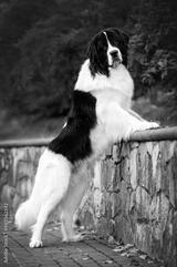 preview bw